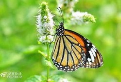 国产采精小蝴蝶,探寻自然之美与科技创新的完美融合